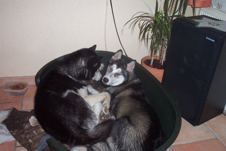 Siberian Husky Hunde Foto 36753 in höherer Auflösung ansehen Siberian Husky Zweisamkeit