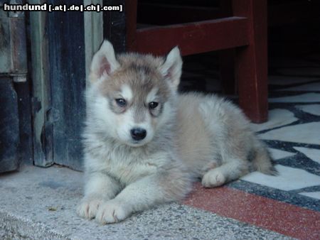 Siberian Husky unbeschreiblich... ;o)