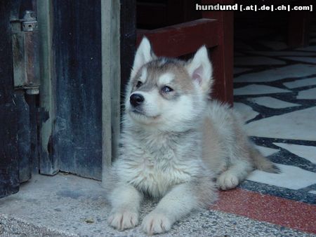 Siberian Husky Hunde Foto 10169 Siberian Husky mein kleiner schnuckel träumt vor sich hin... jööö herzig