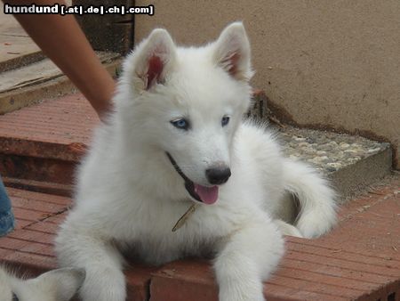 Siberian Husky Hunde Foto 22981 in höherer Auflösung ansehen Siberian Husky mein kleiner ice