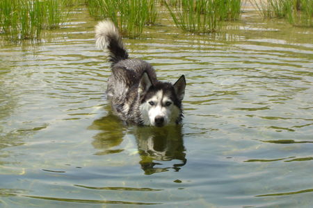 Siberian Husky Hunde Foto 34529 in höherer Auflösung ansehen Siberian Husky Delos beim baden