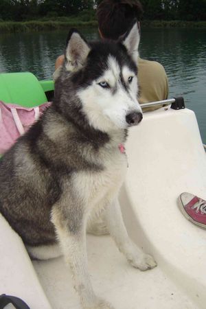 Siberian Husky Hunde Foto 34625 in höherer Auflösung ansehen Siberian Husky Delos auf dem Tretboot