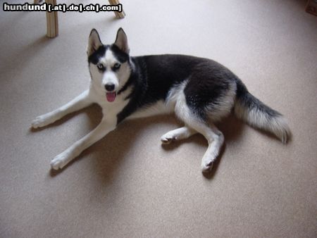 Siberian Husky Hunde Foto 15732 in höherer Auflösung ansehen Siberian Husky Unser geliebter Ivory, der leider am 24.10.2004 bei einem Unfall von uns gehen musste.
