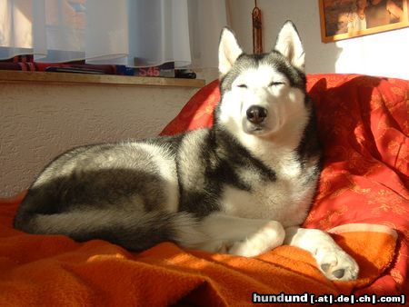 Siberian Husky Cindy relaxed