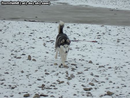 Siberian Husky Cindy