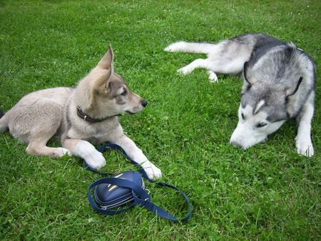 Siberian Husky Rocky und Mexx