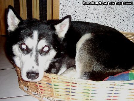 Siberian Husky Hunde Foto 17523 in höherer Auflösung ansehen Siberian Husky Die Hundkatze Roy *g*