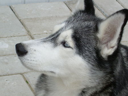Siberian Husky Hunde Foto 34229 in höherer Auflösung ansehen Siberian Husky kira