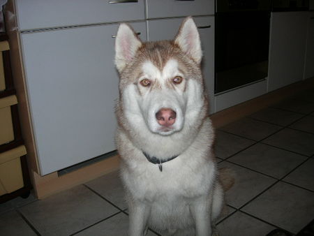 Siberian Husky der ist jaa gross 9.te monat