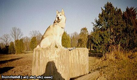Siberian Husky Hunde Foto 16345 in höherer Auflösung ansehen Siberian Husky Unsre Dana beim posen!!!