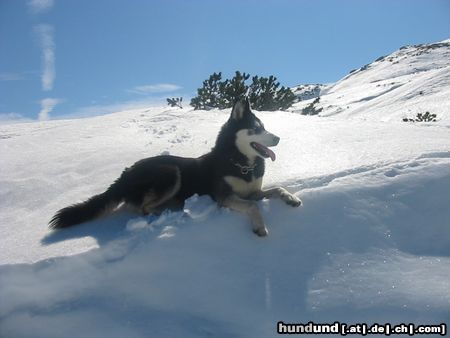 Siberian Husky Hunde Foto 10465 Siberian Husky Shanna tobt am Dachstein rum