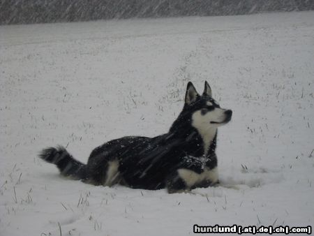 Siberian Husky Hunde Foto 7457 Siberian Husky Juhuu - es schneit Shanna ist begeistert