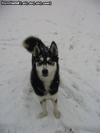 Siberian Husky Hunde Foto 7458 Siberian Husky Der Schnee ist ein Hit-meint Shanna