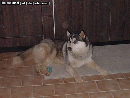 Siberian Husky Hunde Foto 3004 Siberian Husky Tai