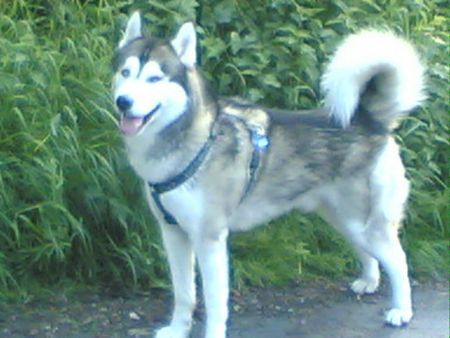 Siberian Husky Hunde Foto 34847 Siberian Husky