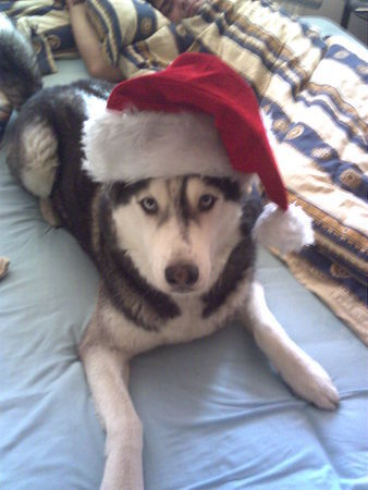 Siberian Husky der wahre Weihnachtsmann?!