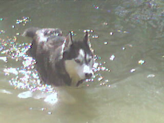 Siberian Husky Hunde Foto 34511 in höherer Auflösung ansehen Siberian Husky