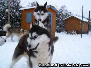 Siberian Husky Hunde Foto 22780 in höherer Auflösung ansehen Siberian Husky Siberian Husky Kossok's Don't Whisper My Name und Freyja Colours of the Night