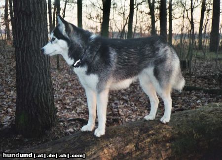 Siberian Husky Na, wo haben sich heute die Wildscheine versteckt !!