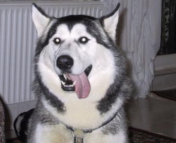 Siberian Husky Hunde Foto 43933 Siberian Husky Hallo, ich bin Frodo