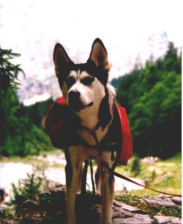 Siberian Husky Hunde Foto 30166 Siberian Husky Gally