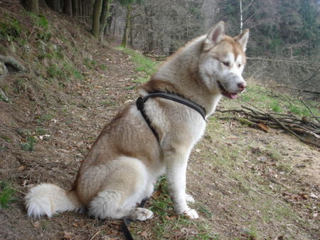 Siberian Husky da bin ich wieder bin jetzt ein jahr alt