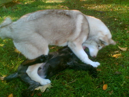 Siberian Husky Hunde Foto 34997 Siberian Husky wir üben gerade....
