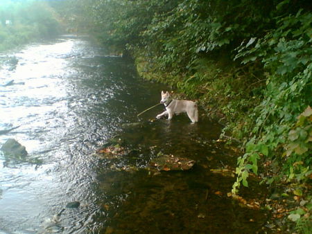 Siberian Husky sooo jetzt wird fische geangelt