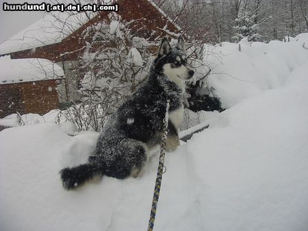 Siberian Husky Shannas wachem Auge entgeht nichts