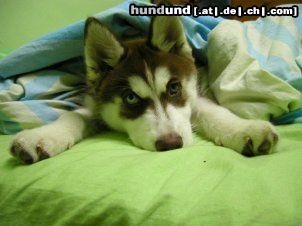 Siberian Husky This is Yuma