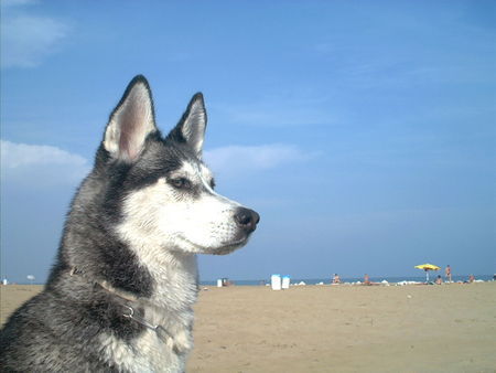 Siberian Husky Hunde Foto 30168 in höherer Auflösung ansehen Siberian Husky Gally \ Ich habe alles im Blick