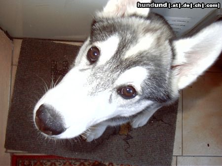 Siberian Husky Hunde Foto 4027 Siberian Husky Der Timber