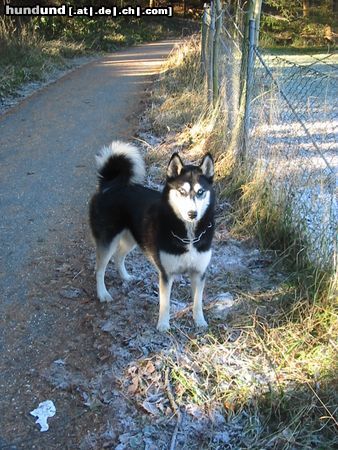 Siberian Husky Hunde Foto 17559 in höherer Auflösung ansehen Siberian Husky Shanna wartet auf Dominik