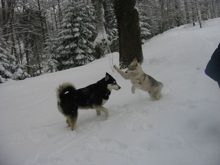 Siberian Husky Hunde Foto 30017 in höherer Auflösung ansehen Siberian Husky Shanna spielt mit ihrem kleinen Freund Enok