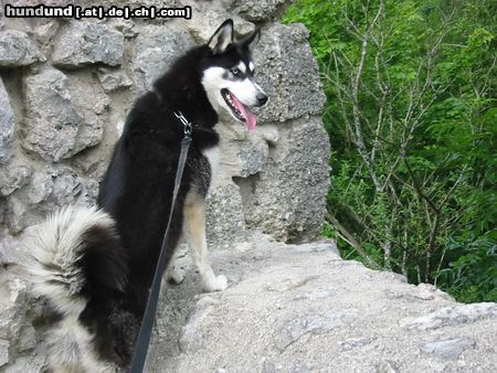 Siberian Husky Hunde Foto 12655 Siberian Husky Shanna auf der Ruine Wildenstein