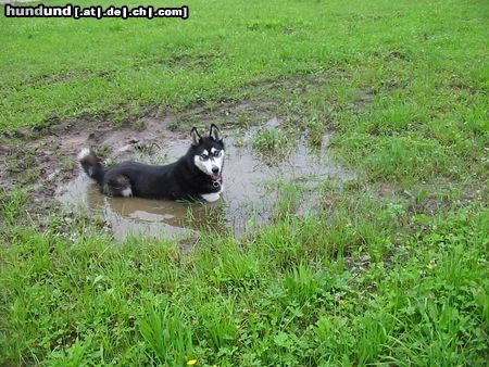 Siberian Husky Shanna nimmt Schlammpackungen