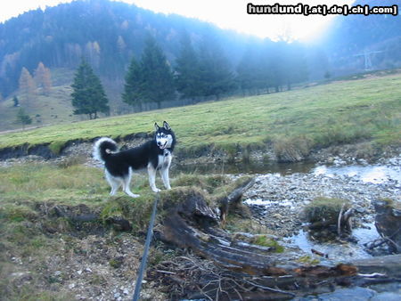 Siberian Husky Hunde Foto 26565 in höherer Auflösung ansehen Siberian Husky Shannas Ausflug zum Schwarzensee