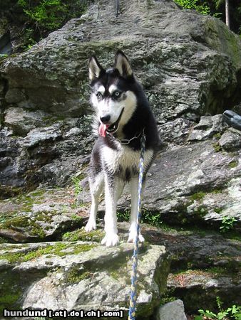 Siberian Husky Ich bin gelaufen wie noch nie - Schnauff