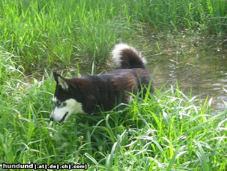Siberian Husky Hunde Foto 21529 in höherer Auflösung ansehen Siberian Husky Shanna auf Entenjagd