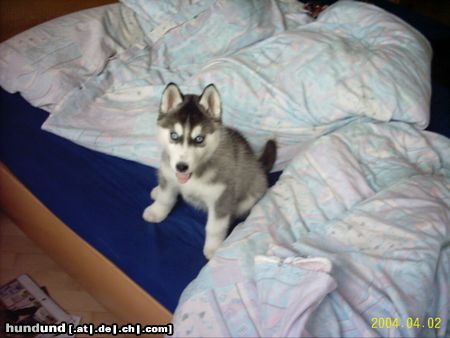 Siberian Husky Hunde Foto 15039 in höherer Auflösung ansehen Siberian Husky Das war Angelfire Spirit of Wilderness als Baby