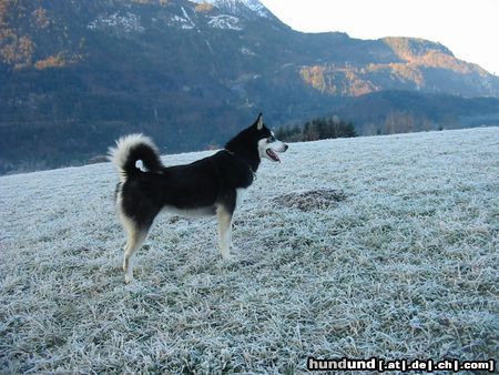Siberian Husky Hunde Foto 17560 in höherer Auflösung ansehen Siberian Husky Shanna auf Spähtrupp