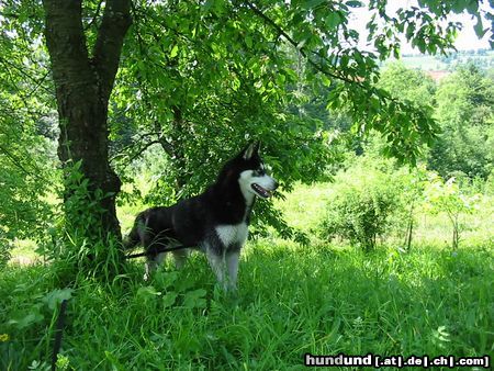Siberian Husky Hunde Foto 12474 Siberian Husky Shanna bewacht die Hirschen im Nachbargehege