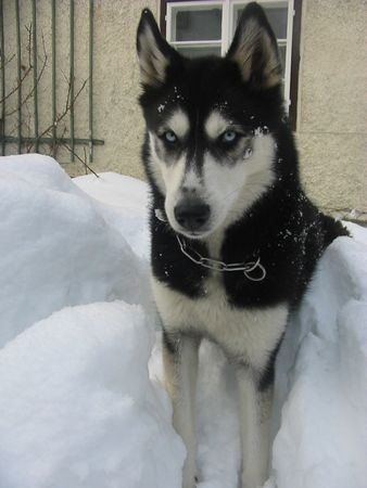Siberian Husky Hunde Foto 28677 in höherer Auflösung ansehen Siberian Husky Shanna harrt der Dinge die da kommen