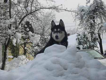 Siberian Husky Hunde Foto 28678 in höherer Auflösung ansehen Siberian Husky Shanna auf ihrem Ausguck