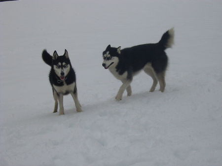 Siberian Husky Hunde Foto 30018 in höherer Auflösung ansehen Siberian Husky Im Kaiserpark ist Huskytreff Shanna und Lux