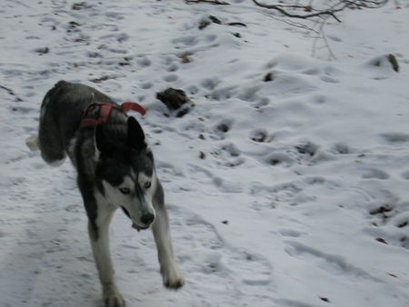 Siberian Husky Hunde Foto 34087 in höherer Auflösung ansehen Siberian Husky kira beim fliegen