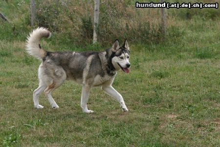 Siberian Husky Hunde Foto 23820 in höherer Auflösung ansehen Siberian Husky husky