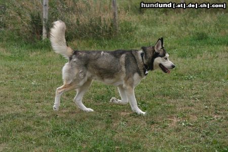 Siberian Husky Hunde Foto 23821 in höherer Auflösung ansehen Siberian Husky husky 2