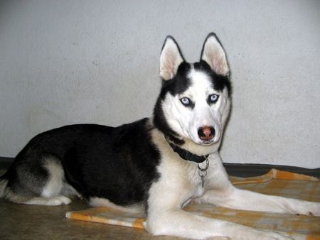 Siberian Husky meine allerliebste Nanichi 