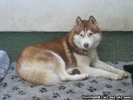 Siberian Husky Hunde Foto 11155 Siberian Husky Agent Lakota of Wild Marook